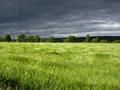 Green Land Wallpapers